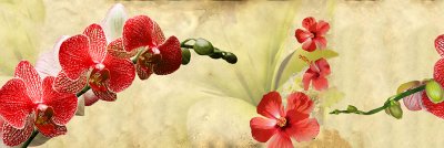 фотообои Огненная орхидея