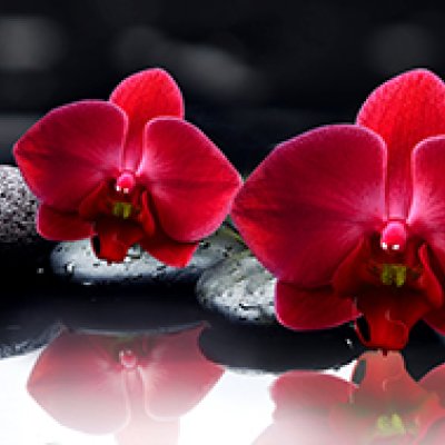 фотообои Красные орхидеи на камнях