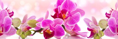 фотообои Яркие розовые орхидеи