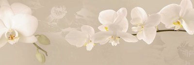 фотообои Орхидеи на бежевом фоне