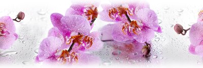 фотообои Орхидеи и капли воды